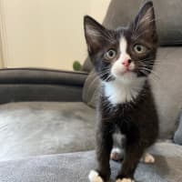 Photo of Miruku (Was Rice Bubble)