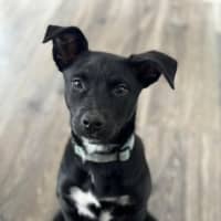 Photo of Black Bean 
