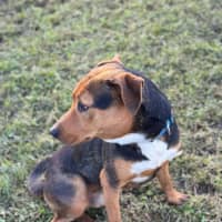 Photo of Beau