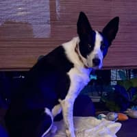 Photo of Finn