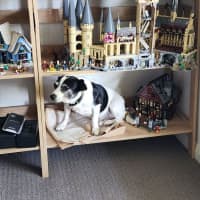 Photo of Jeff   11 Year Old Jack Russell (Trial 29/5)