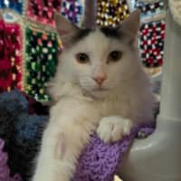 Photo of Nimbus (Snuggles) 