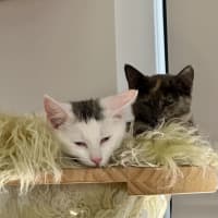 Photo of Bernie   Located In Bellfield