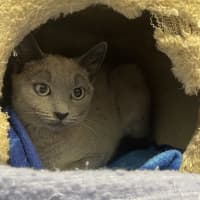 Photo of Jazzi 