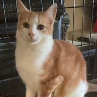 Photo of Layla * 9 Lives Project Rescue*