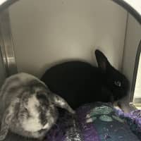 Photo of Saoirsey (Bonded To Tommy)