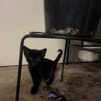 Photo of Cilantro