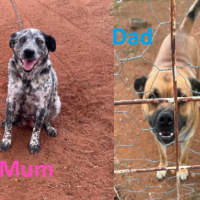 Photo of The Hawaiian Boys!