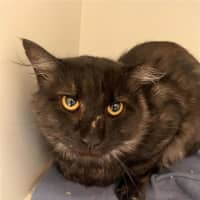 Photo of Phoenix