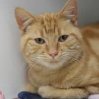 Photo of Amos