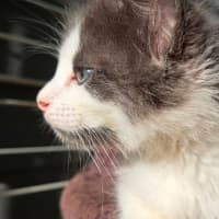 Photo of C1447 Silvester