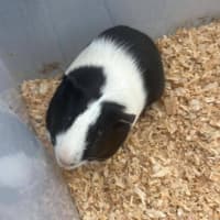 Photo of Fuzzlebutt