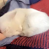 Photo of Trixie