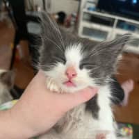 Photo of Smudge