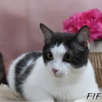 Photo of Fifi