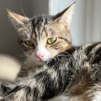 Photo of Stripes