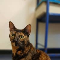 Photo of Tilly