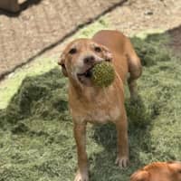 Photo of Tip (Tippy)