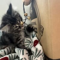 Photo of Purrora (Was Midnight Snack)