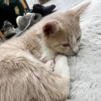 Photo of Stumpy