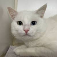 Photo of Coconut