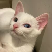 Photo of Peanut Butter