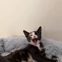 Photo of Artemis