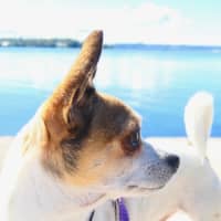 Photo of Ricky   8 Year Old Chihuahua