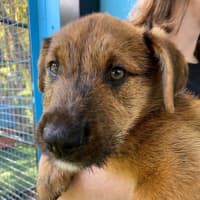 Photo of D1135 Jarred