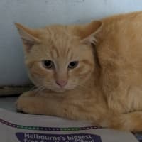 Photo of Pimpernel Pugh