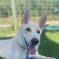 Photo of Aspen