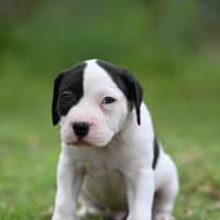 Photo of Obi