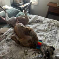 Photo of Sonny, The Greyhound