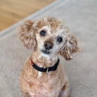 Photo of Roxi