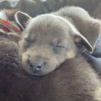 Photo of Pepper   8 Week Old Kelpie X (Trial)