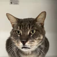 Photo of Romeo