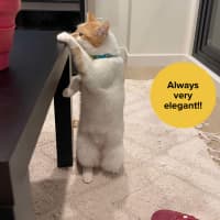 Photo of 👑Princess Gigi Von Tofu