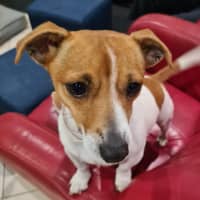 Photo of Skye   4 Year Old Jack Russell Terrier (Trial)