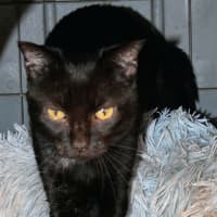 Photo of Black Beauty