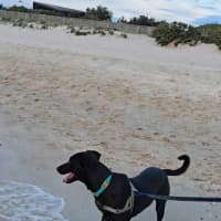 Photo of Baxter 