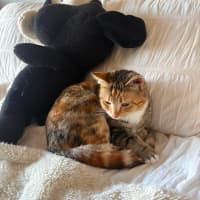Photo of Juno