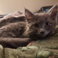 Photo of Bunny