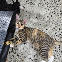 Photo of Pretty Girl