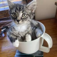 Photo of Jinx