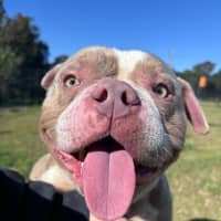 Photo of Potato Imp 1469