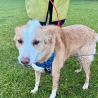 Photo of Chloe   5 Year Old Border Collie