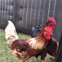Photo of 4 X Roosters Nibbles  Kentucky  Nugget  Popcorn