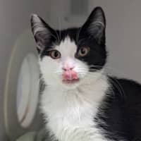 Photo of Mini Kipper