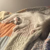 Photo of Jiminy Cricket