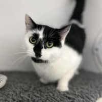 Photo of 🍙 Looshkin 6340 🍙